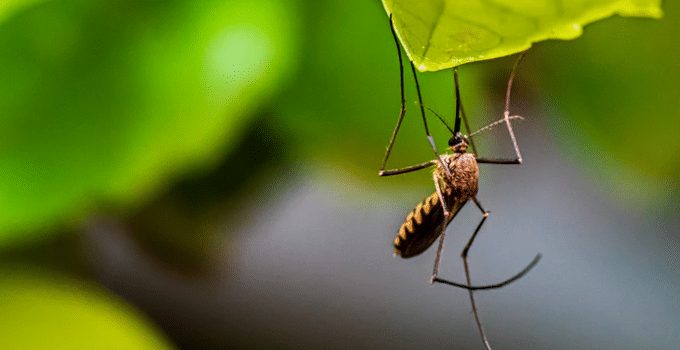 Dengue-infecties in de regio stijgen, Suriname moet waakzaam zijn