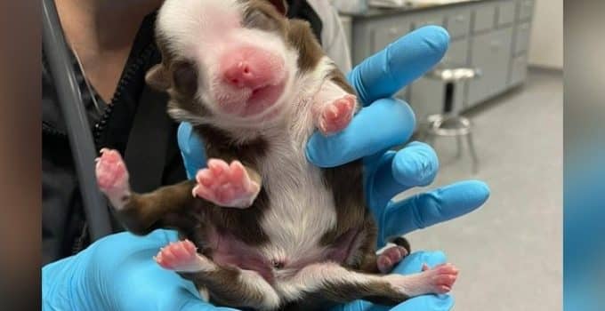 Puppy geboren met 6 poten en twee anussen