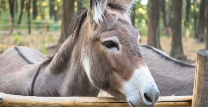 Ezelslachting drastisch toegenomen, mensen geloven dat vlees potentie verhoogt en ademhalingsproblemen geneest