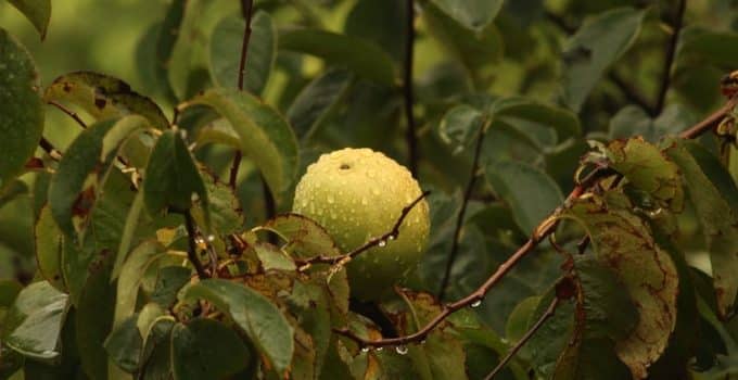 Man omgebracht omdat hij buurtbewoners die guavevruchten van zijn boom plukten tegenhield