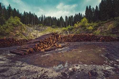 AWJ verwelkomt plannen productie bosproducten voor export