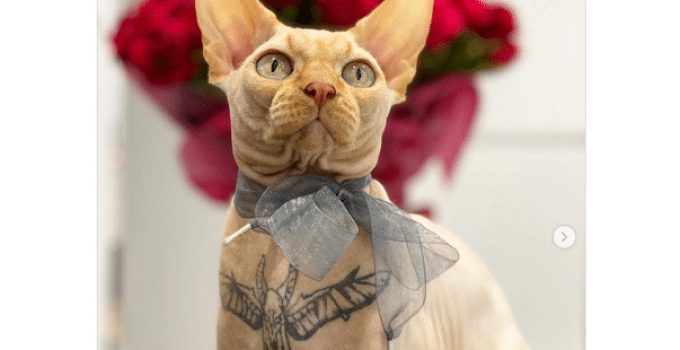 Dierenliefhebbers woest op influencer die haar kat tatoeëerde