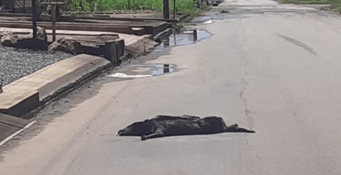 Dode hond op de weg in Paramaribo mag daar niet wekenlang wegrotten 