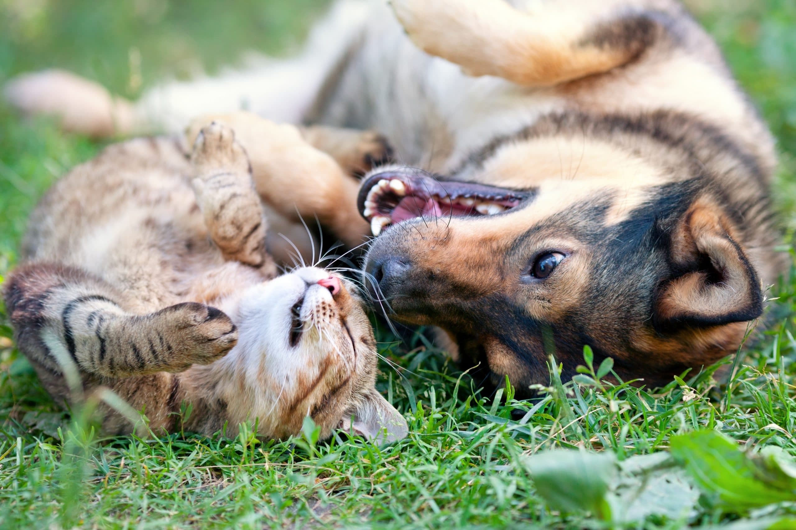 Zorg voor Surinaamse dieren in extreem hitteweer