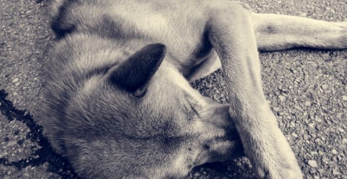 Basisschool leraar filmt hoe hij ‘de liefde bedrijft’ met een hond, ouders geschokt