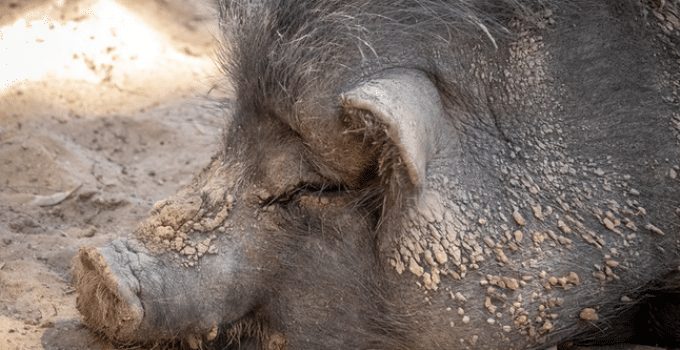 Waarom het eten van varkensvlees erg smerig, onrein is