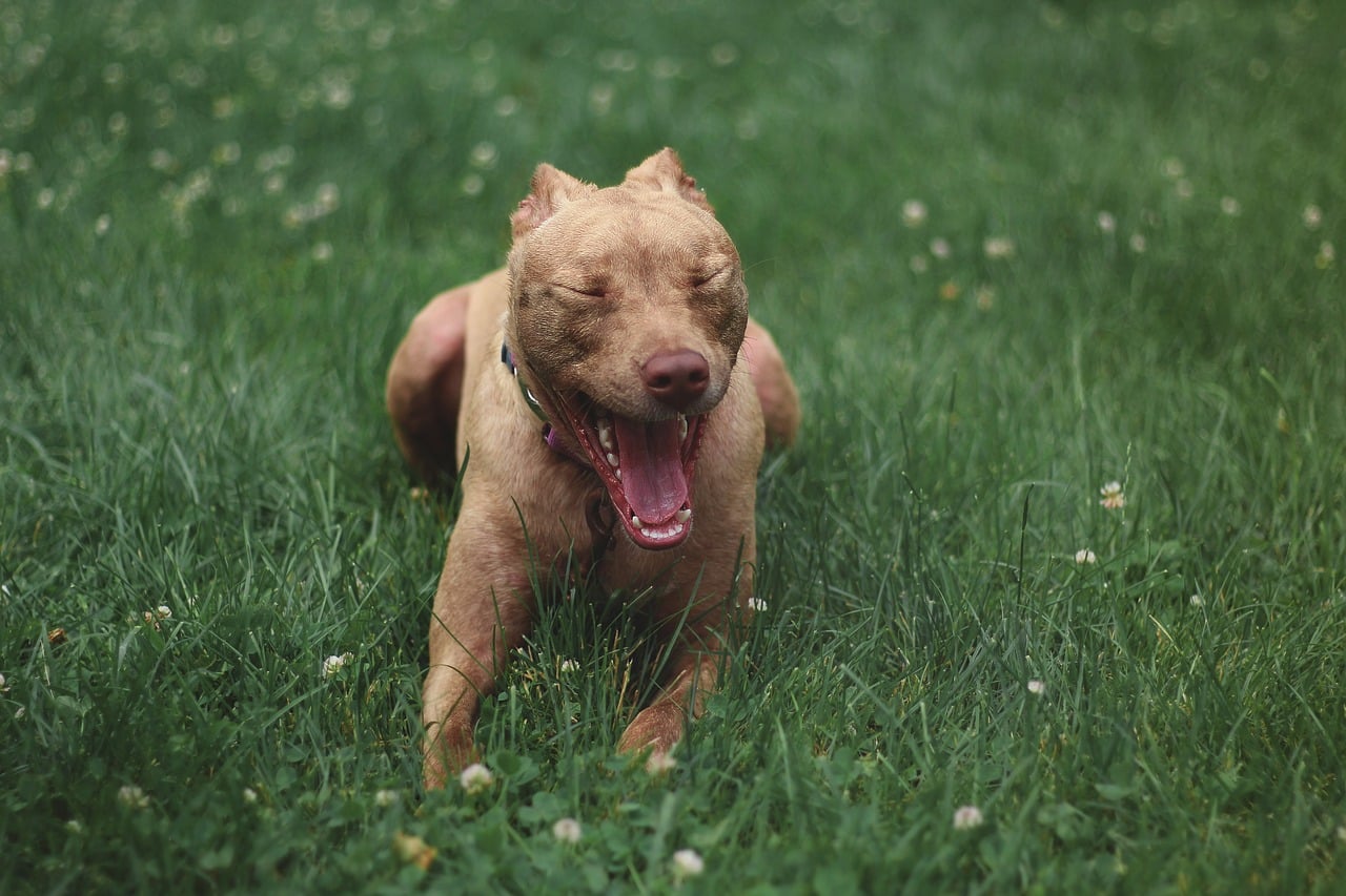 Pitbull doodgeschoten bij gewapende overval