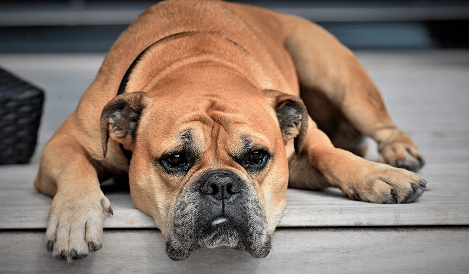 Hond beschermt bazin door tussen haar en met mes zwaaiende echtgenoot te springen