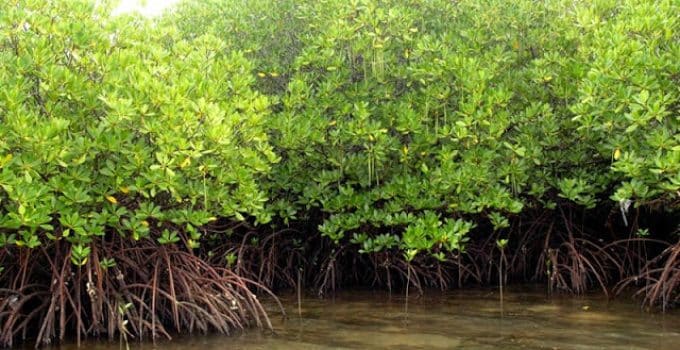 Suriname krijgt Mangrovefonds