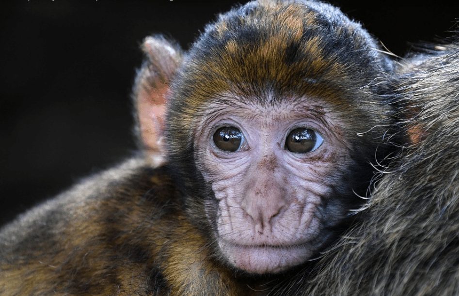 Wetenschappers doodden eerste half-mens half-Chimpansee die in lab werd gekweekt