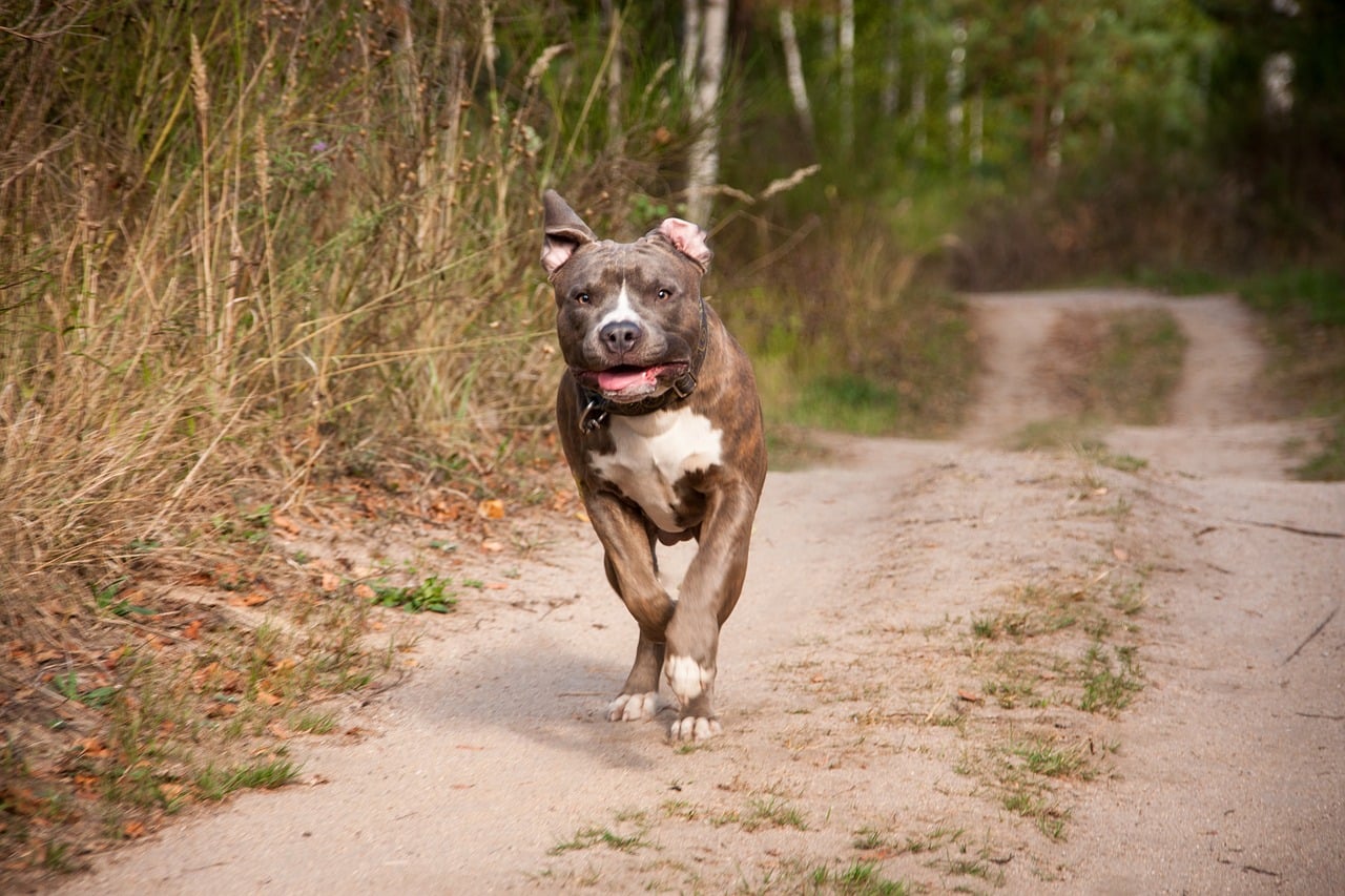 Pitbull die baby doodbeet afgemaakt