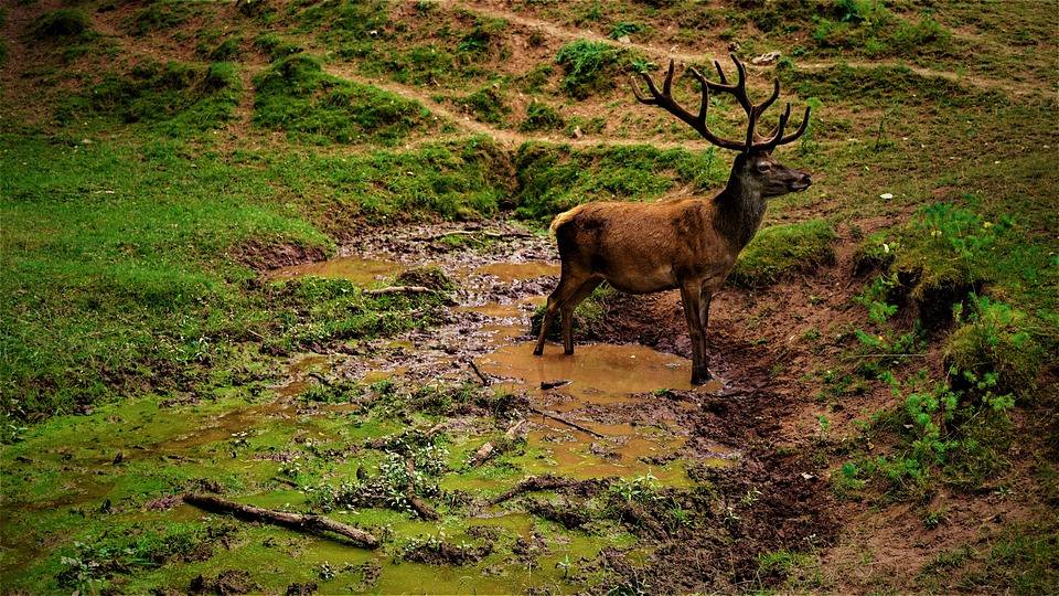 Wereld Biodiversiteit Dag 2021: Wij maken deel uit van de oplossing!