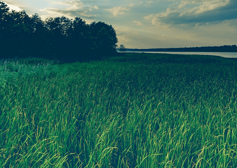 grasveld