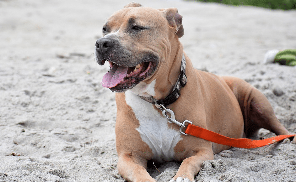 Man in Den Haag dreigt Pitbull met meerdere kogels dood te schieten als hij die weer tegenkomt