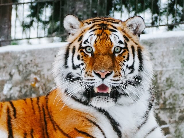 Dierenverzorger gedood door tijger tijdens voedingstijd na poging dier te aaien