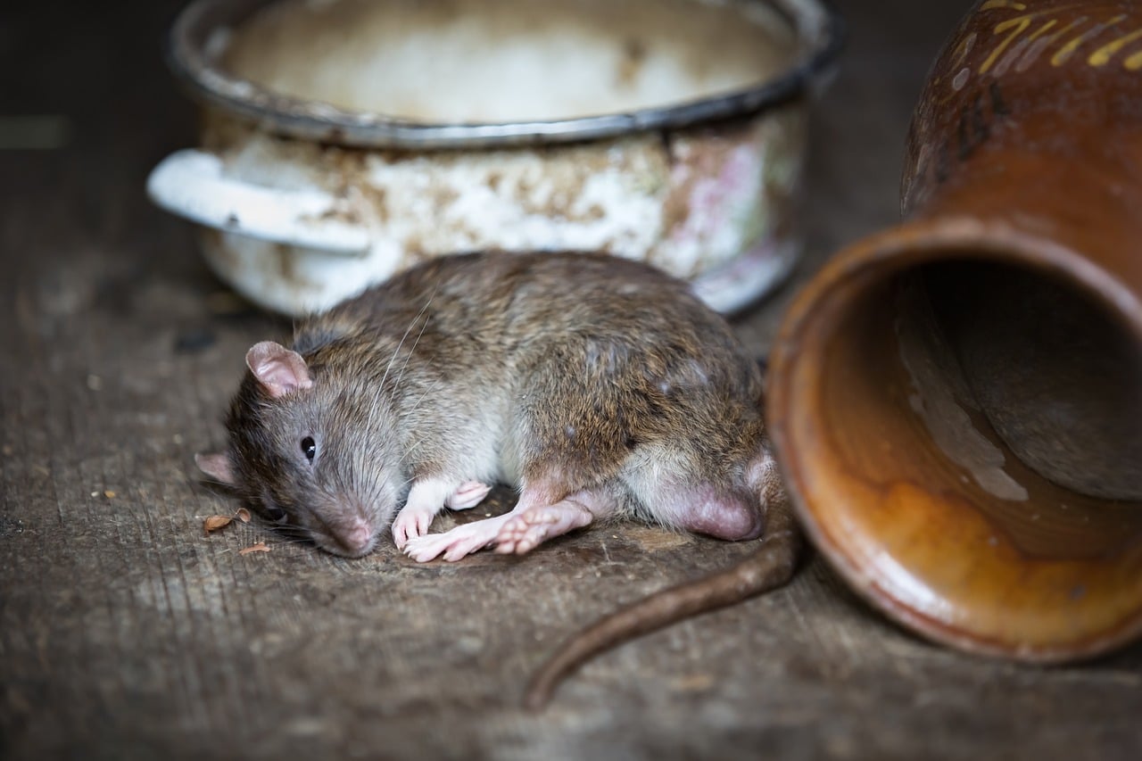 3 kinderen komen om het leven na het eten van rattengif