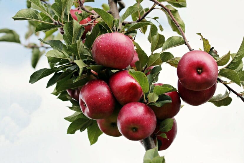 appel fruit vrucht