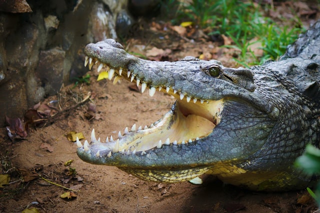 Bejaarde man levend opgeslokt door alligator na orkaan