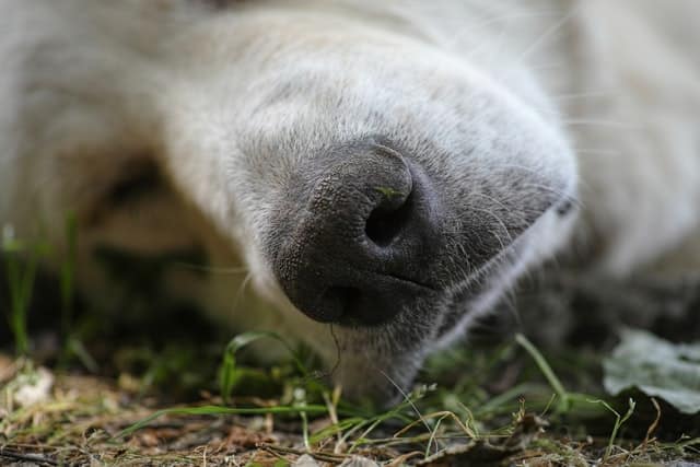 WHO dringt aan op voorzichtigheid nadat hond besmet raakte met apenpokken