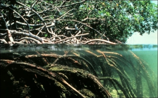 Landaanwinstproject en mangrove aanplant vormen levende dijk