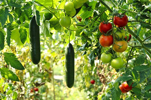 cucumber plant 6614241  340moestuin groenten planten landbouw