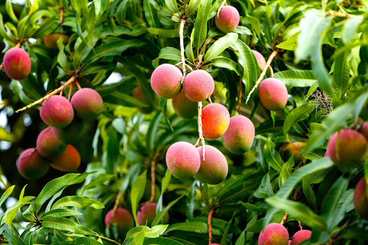 Op korte termijn wederom mango-export vanuit Suriname