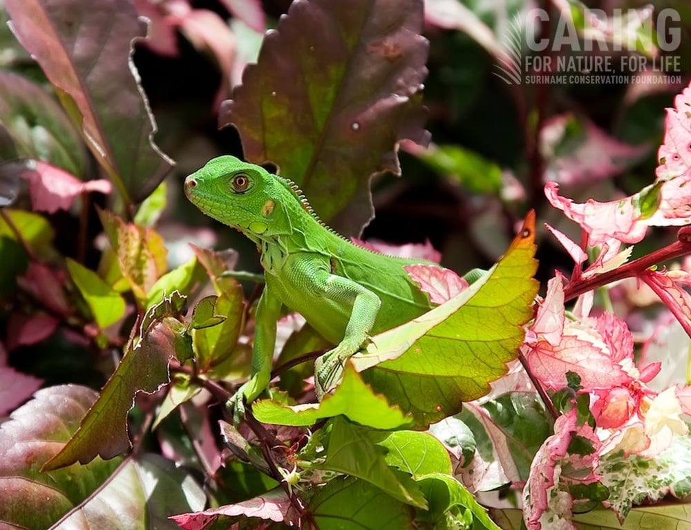 Suriname Conservation Foundation stelt US$ 65.500 beschikbaar voor NBSAP-project