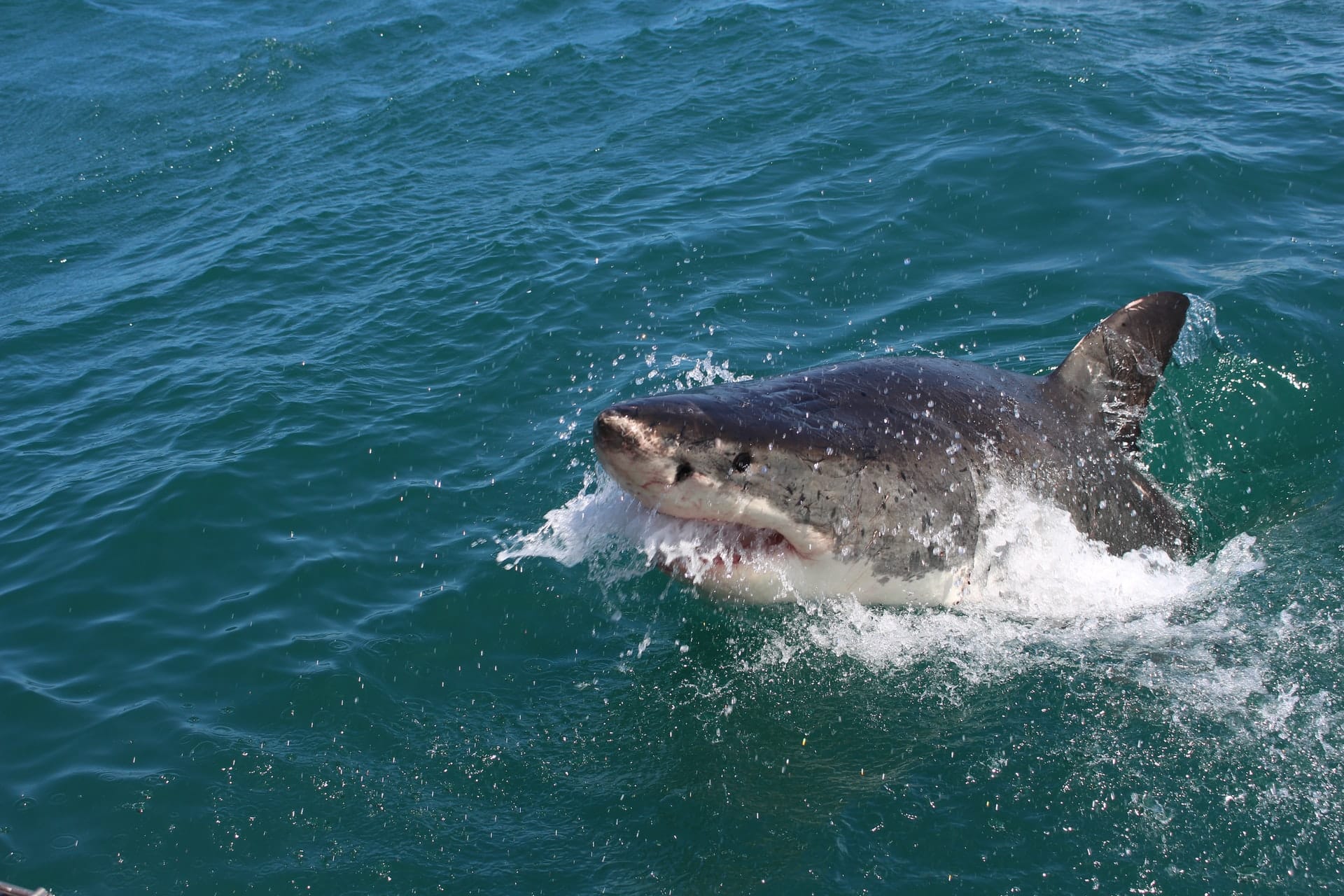 Megalodon haaien van miljoenen jaren geleden waren warmbloedig met lichaamstemperatuur van 27˚c