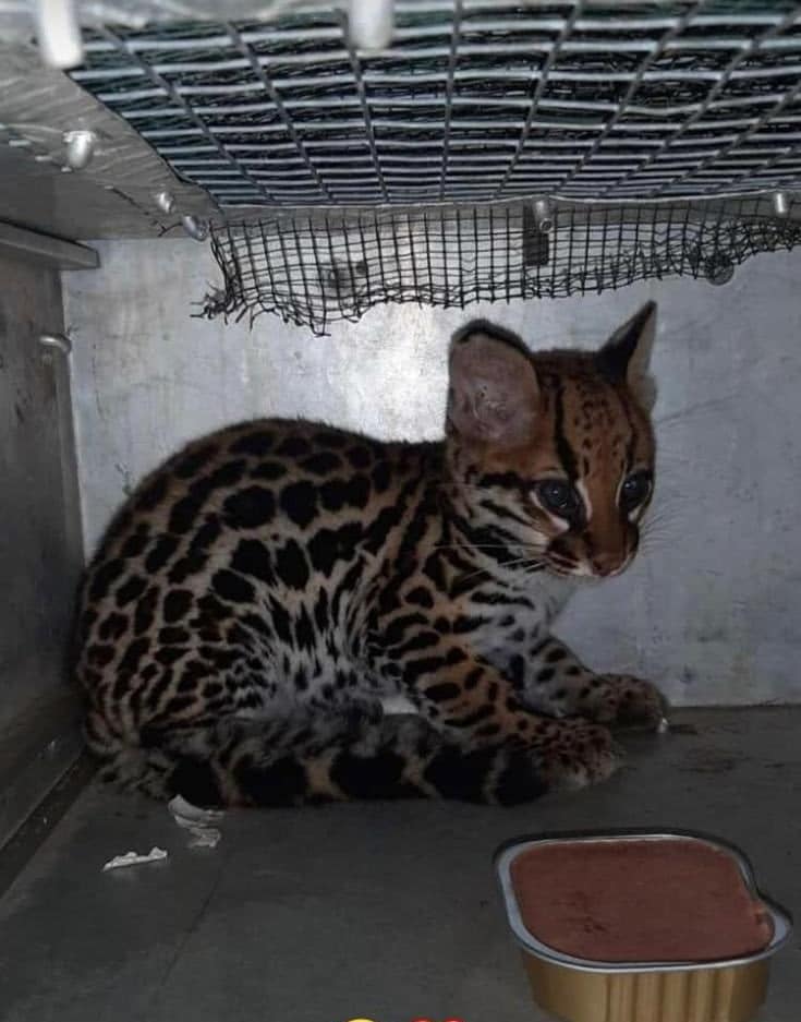 Brandweer vangt ocelot aan de Ankielaan