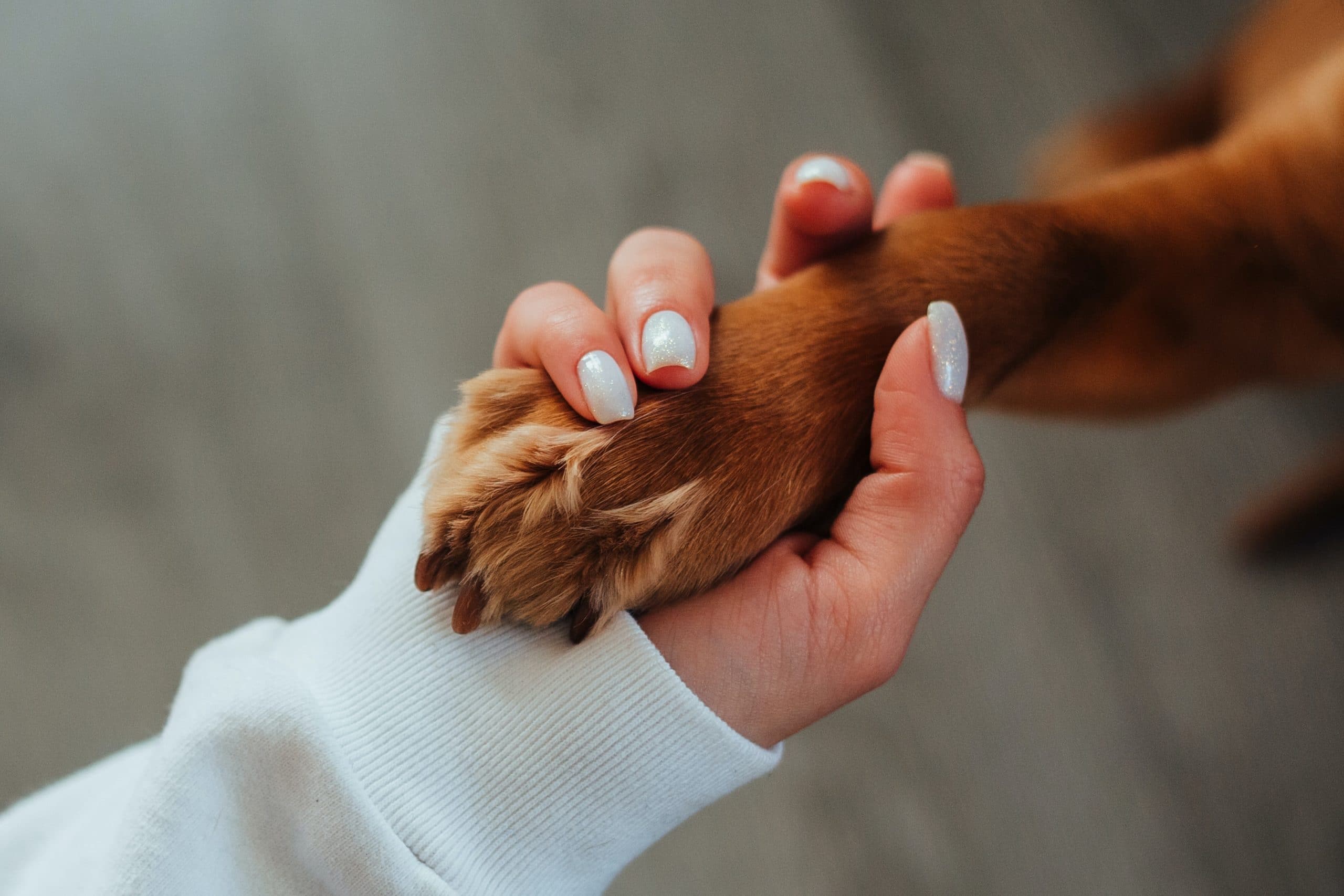 De honden autostoel; Houd je hond veilig én comfortabel tijdens het autorijden