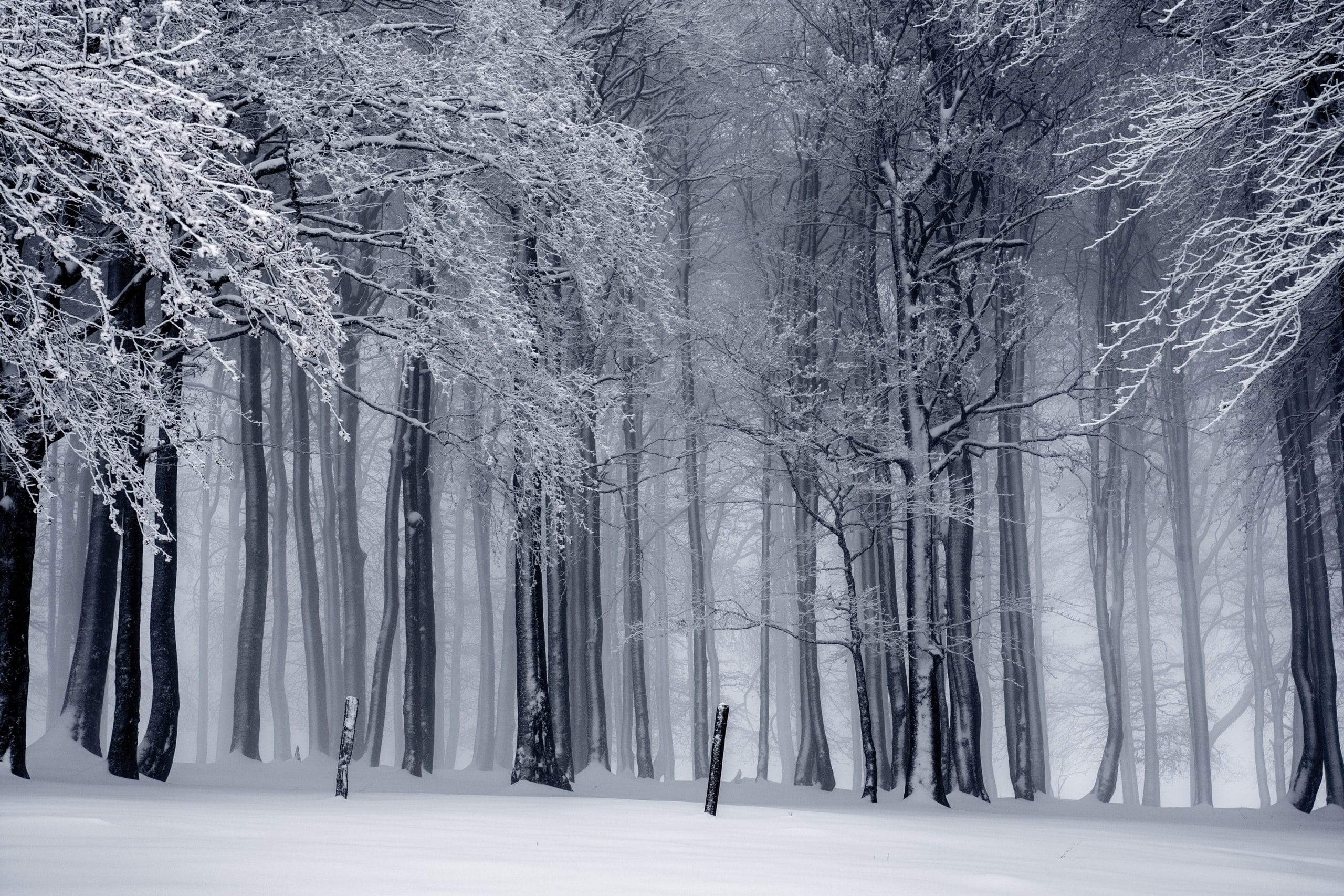 Vrouw overleeft 6 dagen in het bos met yoghurt en sneeuw