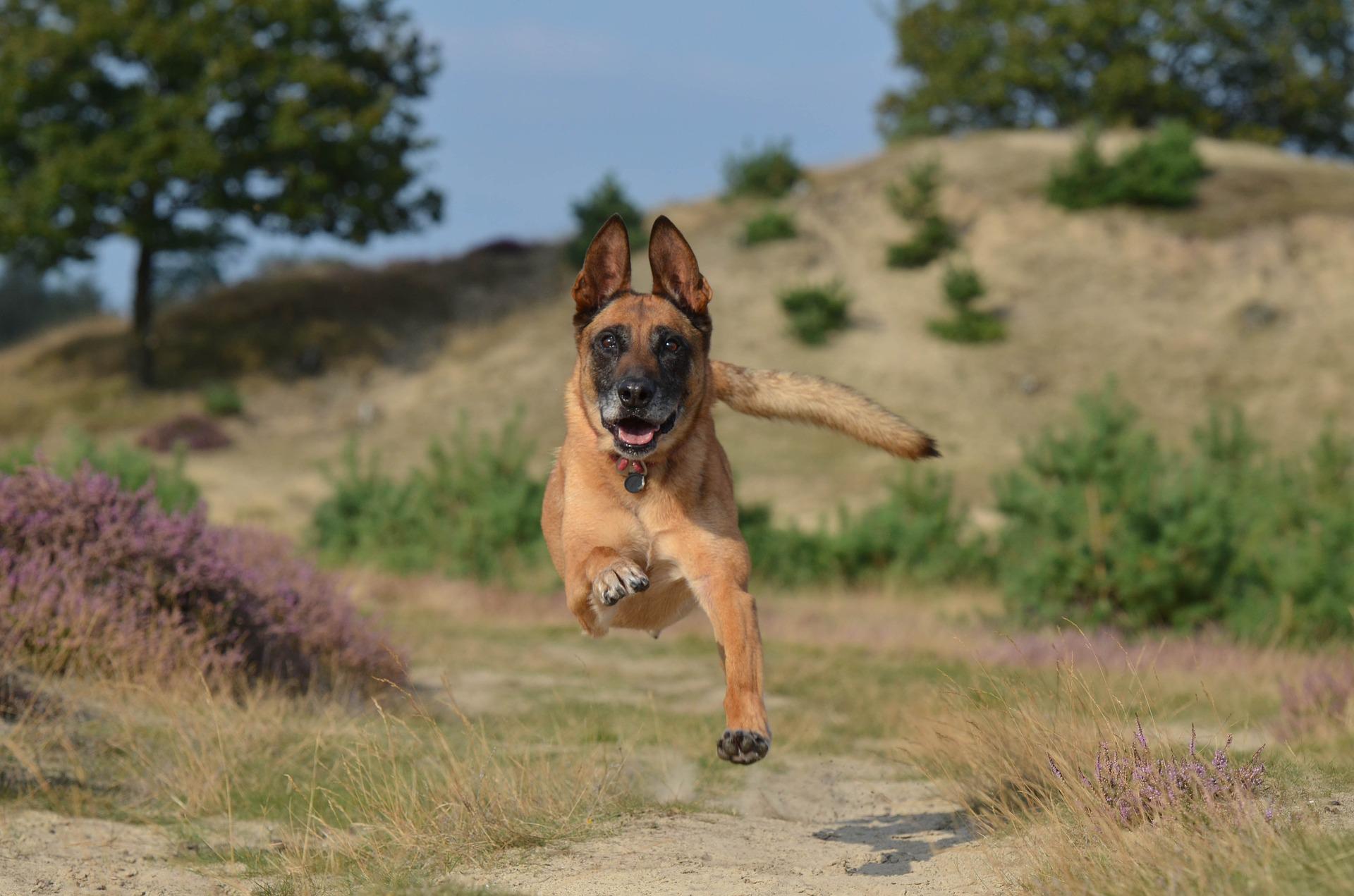 Trouwe hond redt baasje van aanval door een leeuw