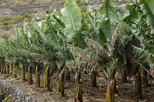 DNA-lid Debie pleit voor mechanisatie tuinbouwsector