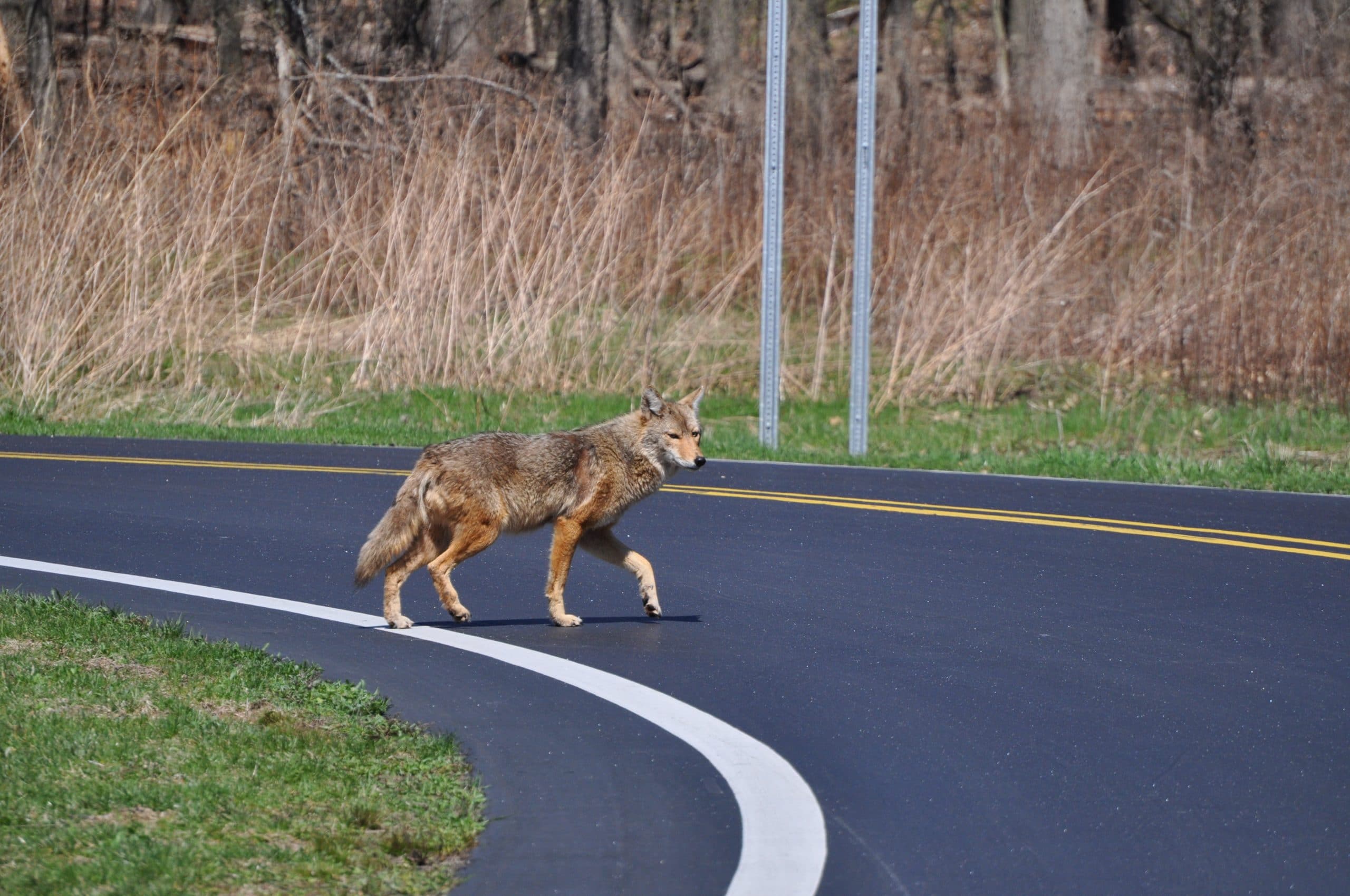 Coyote valt peutertje aan op veranda