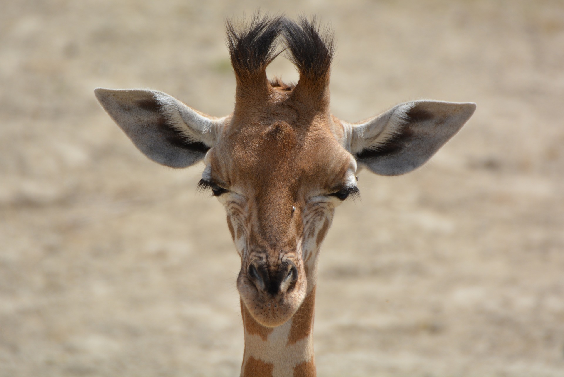 Baby giraffe geboren met verkeerd buigende poten leert toch lopen