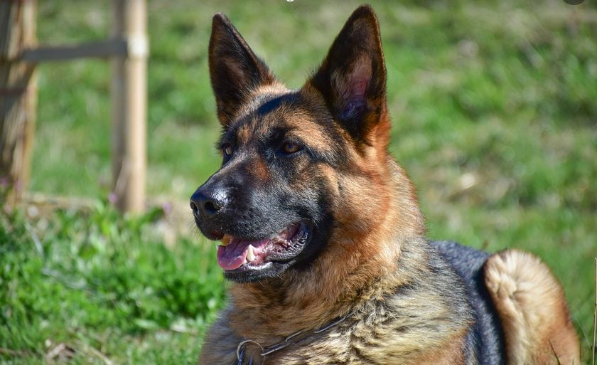 Een hond als huisdier is pure dierenmishandeling, beweren veganisten