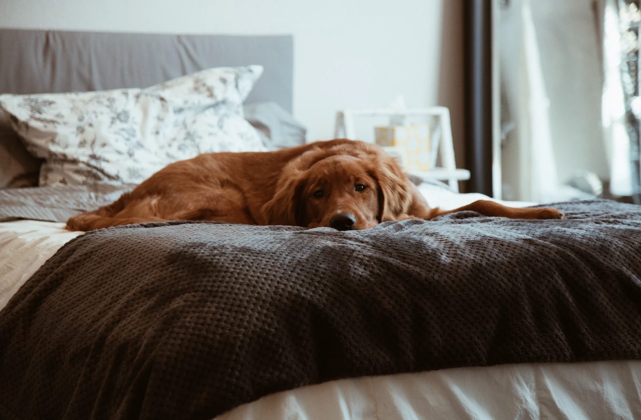 Expert: Honden urineren tegen autobanden aan om te communiceren