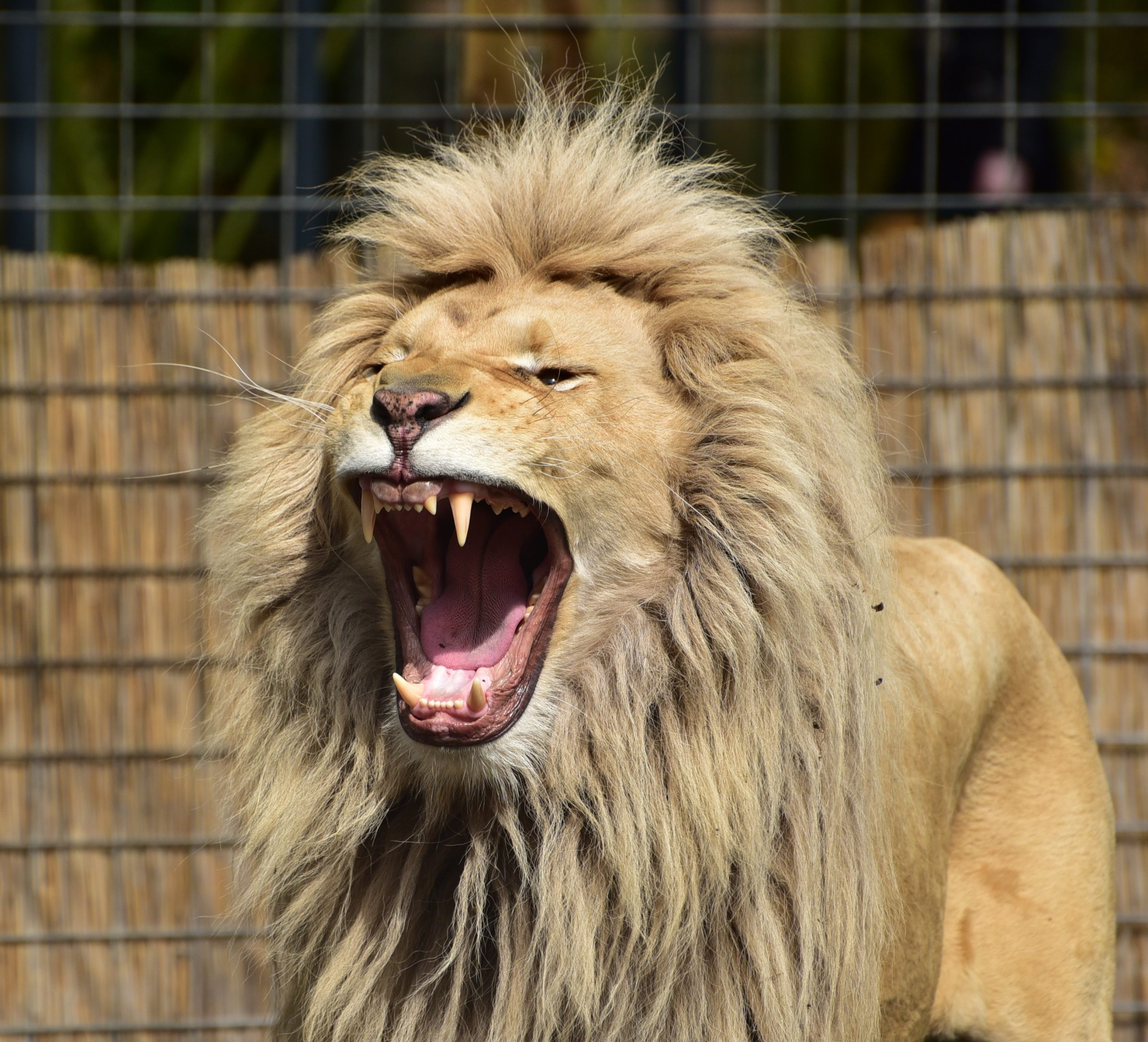 Zoo reageert nadat hun leeuw de middelvinger van een man afbijt