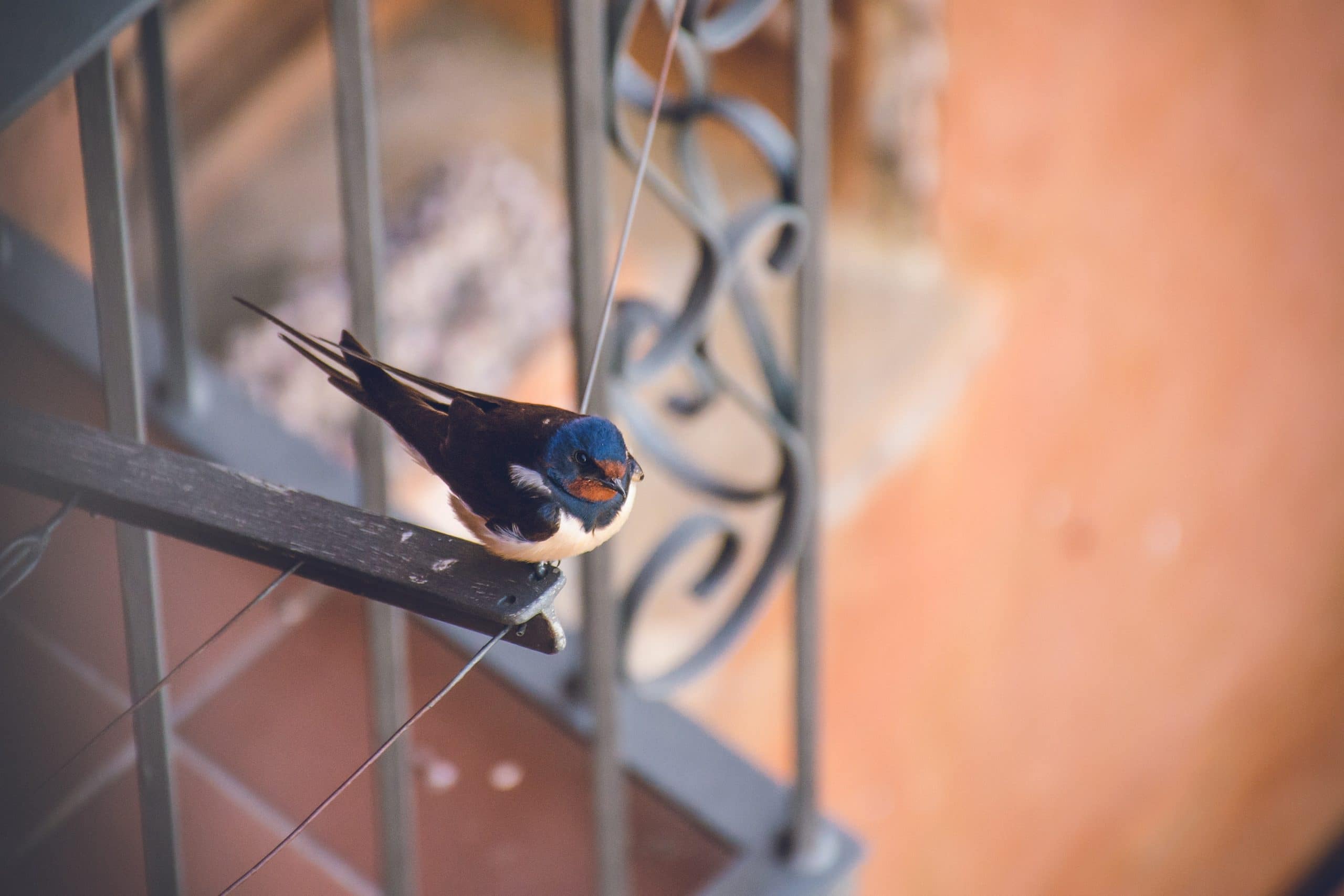 Koppel treft wel honderden vogels aan in huis