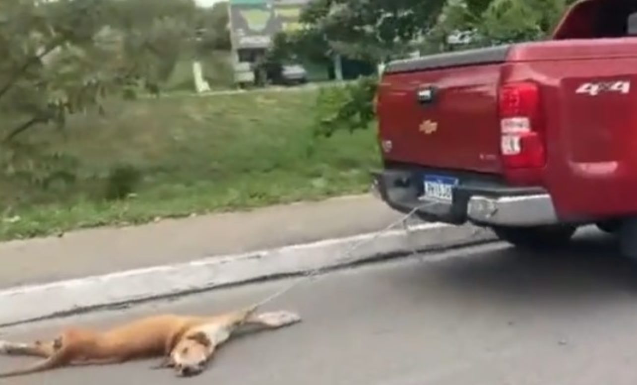 Woede om dierenbeul die hond aan touw vastbindt en rijdt (VIDEO)