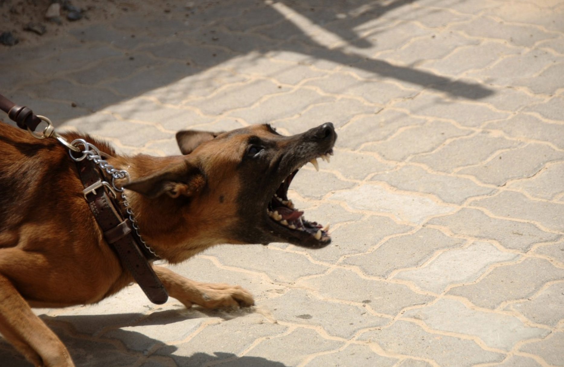 hond agressief bijten