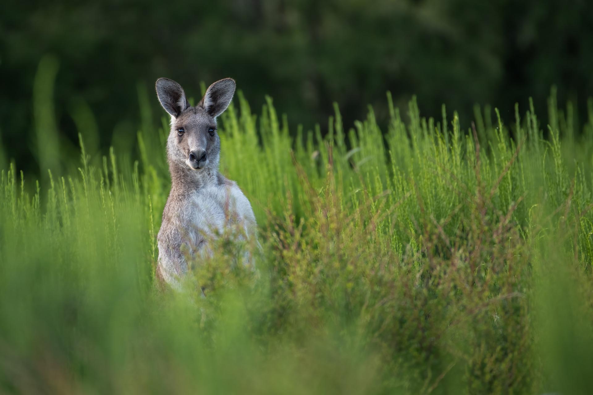 Voormalig bokser vecht met kangoeroe in zijn tuin