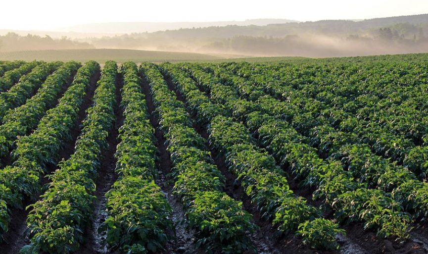 Guyana onder drie Caribische landen die meer dan 50% van zijn eigen voedsel produceert