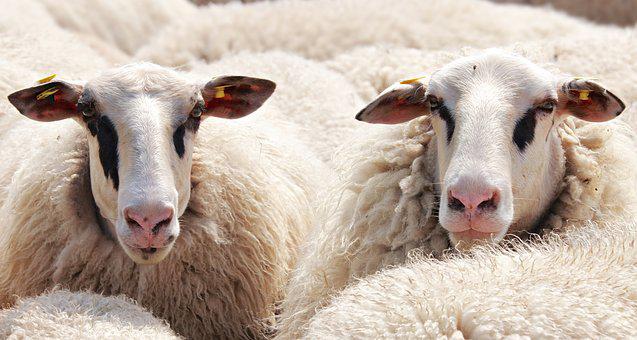 16 schapen op kinderboerderij doodgebeten door honden