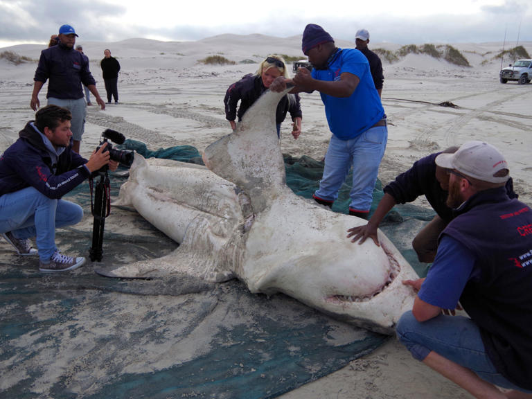 Orka’s jagen op grote witte haaien en eten hun lever en hart op