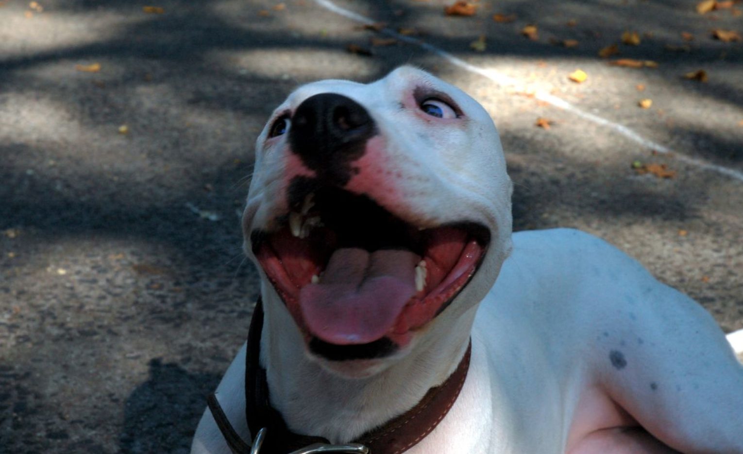 Zoon offert zichzelf op om bejaarde moeder te redden van boze pitbull en bloedt dood