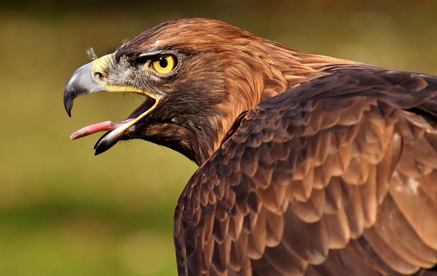 Santokhi’s imago wordt verwoest door politieke roofvogels om hem heen