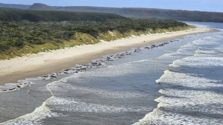 230 walvissen gestrand bij Tasmanië, reddingswerkers proberen zoveel mogelijk dieren te redden