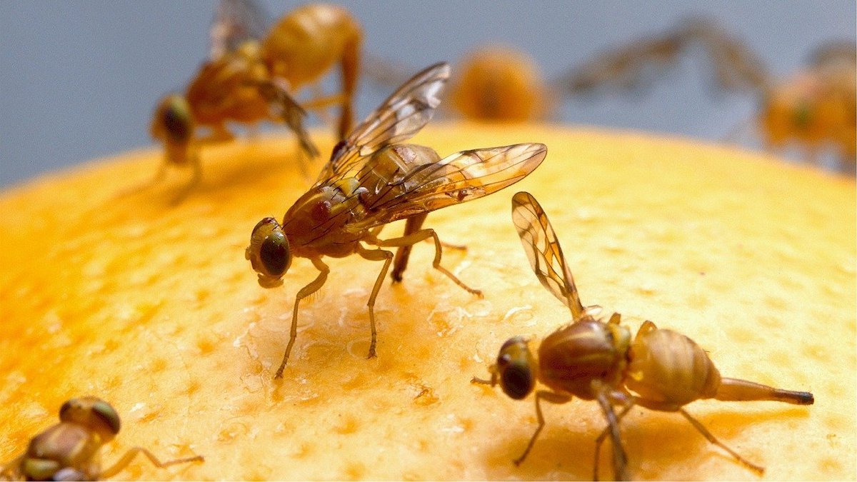 LVV traint inspecteurs in bestrijding van Carambola fruitvlieg