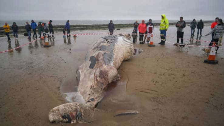 Walvis Dood Op Strand Engeland